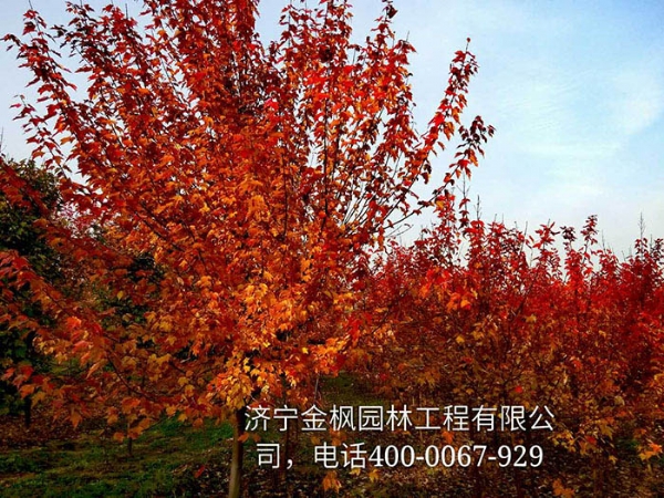 三、購買我們紅楓具體流程是怎么進(jìn)行的？