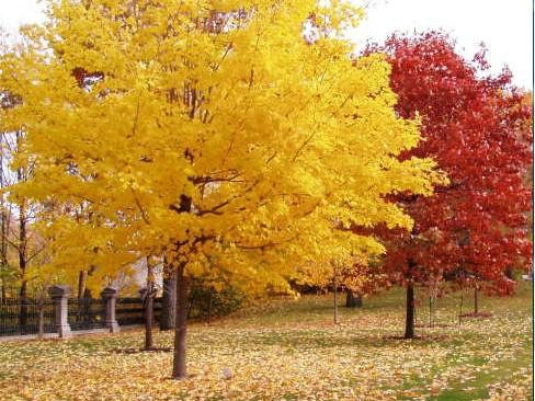 一、我們的紅楓為何能保障在同類產(chǎn)品中價(jià)錢低？